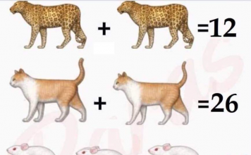 Soluzione gioco matematico con leopardo gatto e topo
