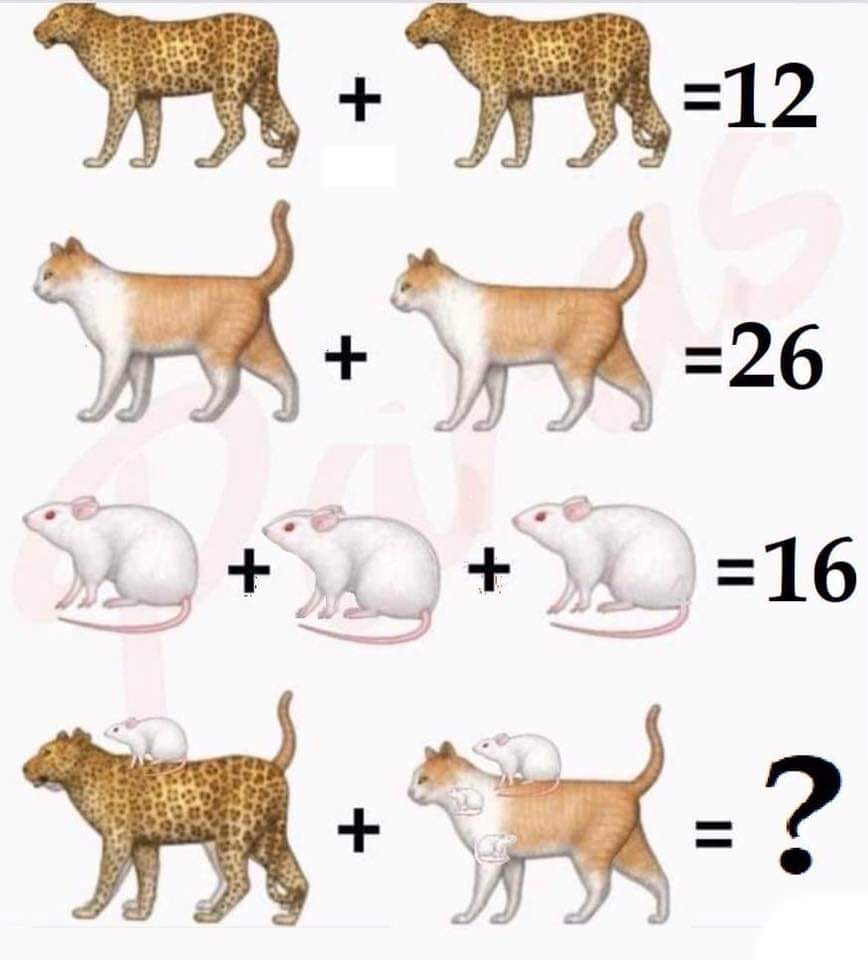 Soluzione gioco matematico con leopardo gatto e topo